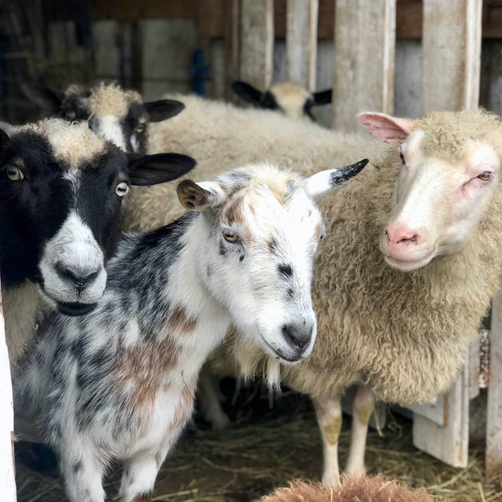 Sheep and Goats Photo