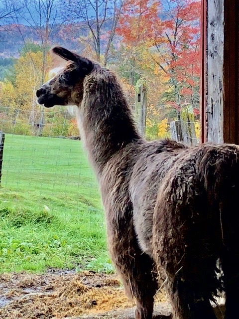 Llama looking out barn door