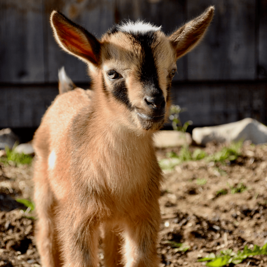 Small Farm Goats