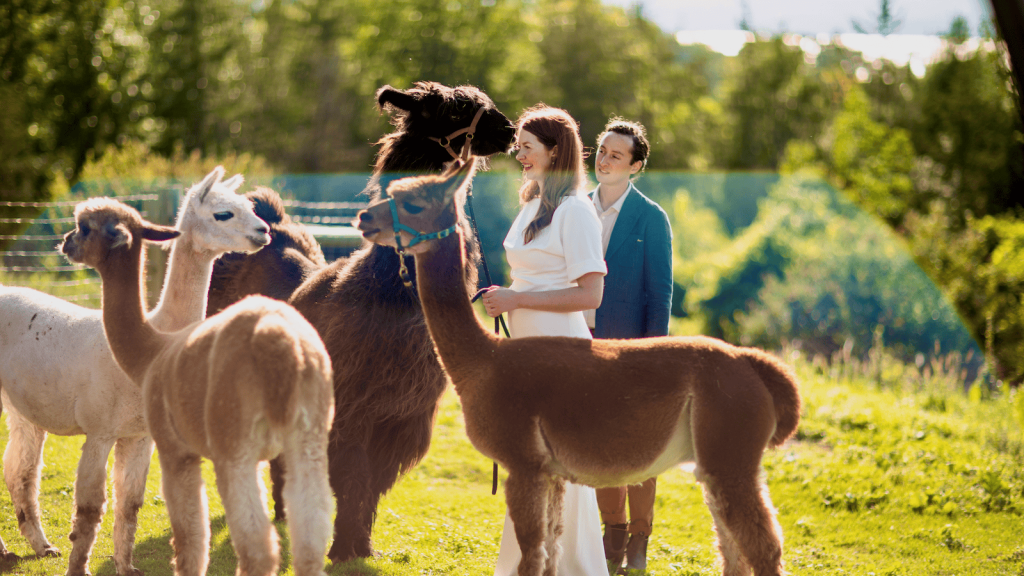 kissing an alpaca