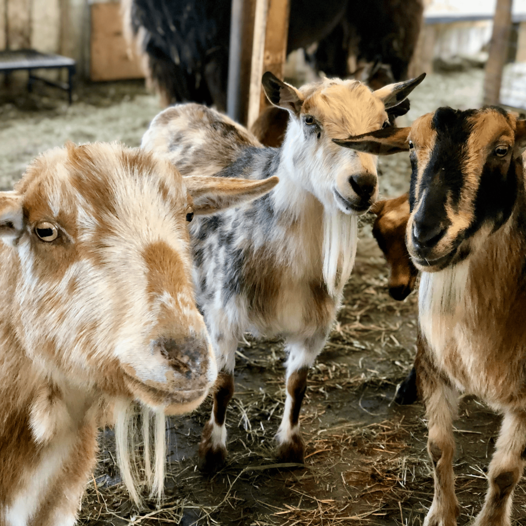 Nigerian Dwarf Goats