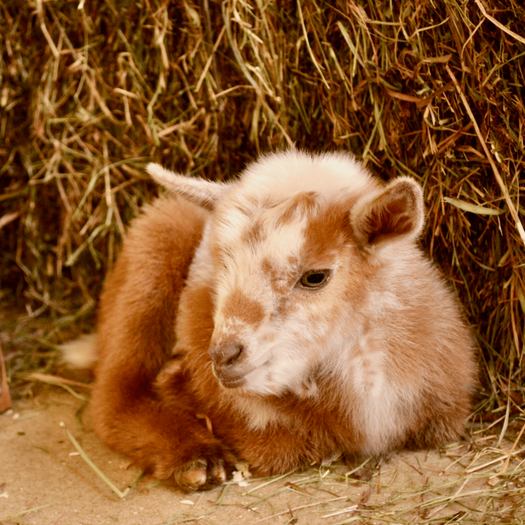 Baby Nigerian Dwarf Goat
