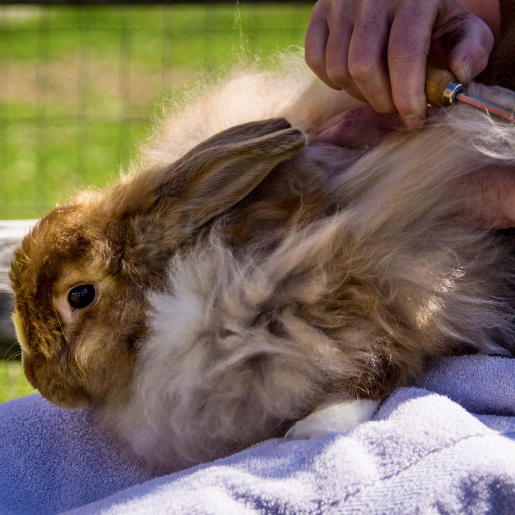 Angora Rabbits: Grooming Techniques Explained - Wiggly Goat Farm