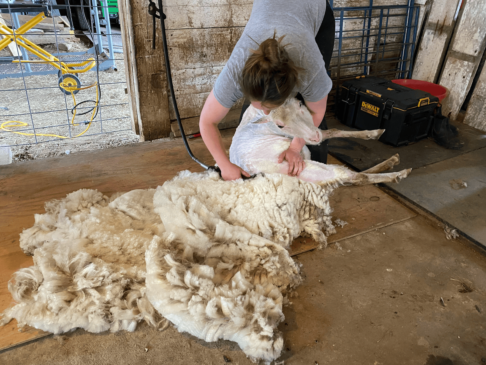 Shearing Day: The Ultimate Spa Experience for Our Woolly Friends!