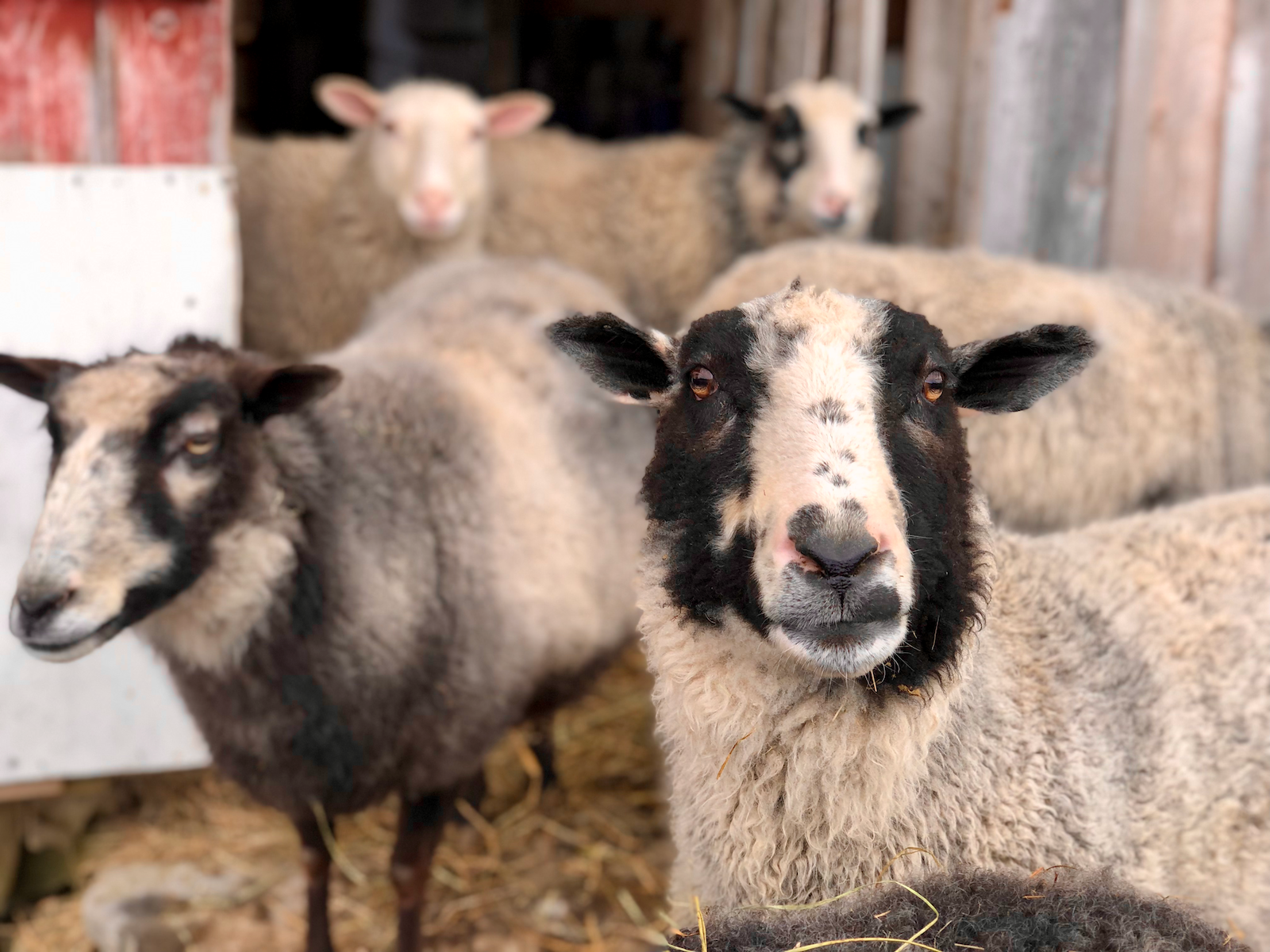 Hooked on Sheep: Why Our Woolly Friends Are So Darn Friendly (and How Yours Can Be, Too)
