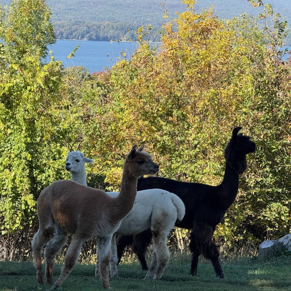 two alpacas and a llama grazing in a pasture with trees and lake in the background