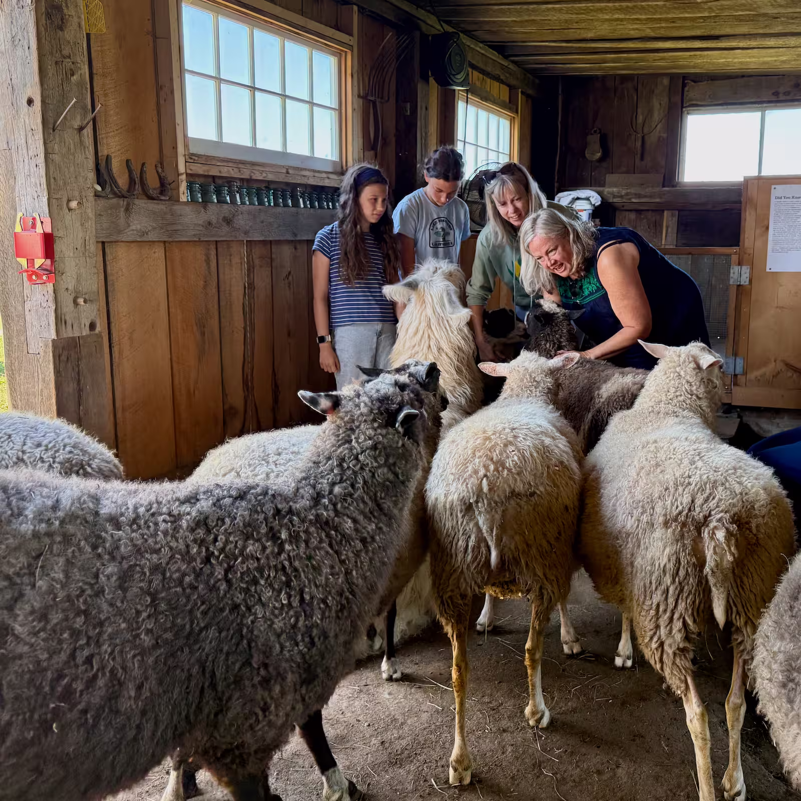 Family experiencing a barn visit interacting with a llama and sheep