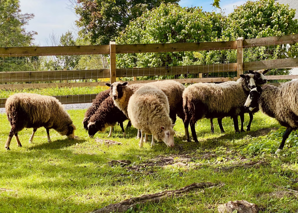seven Finnsheep grasing on grass in front of a wooden fence