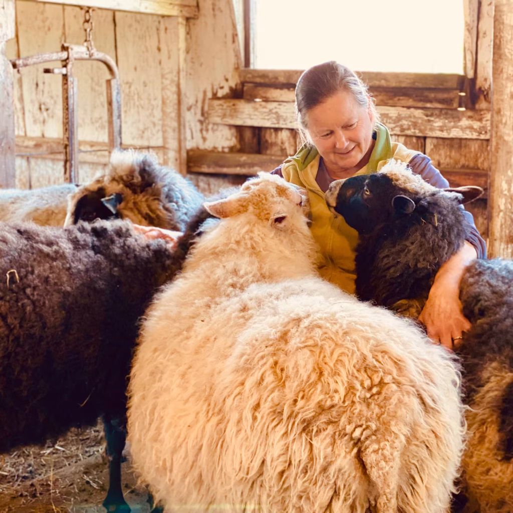 a woman surrounded by four Finnsheep petting them