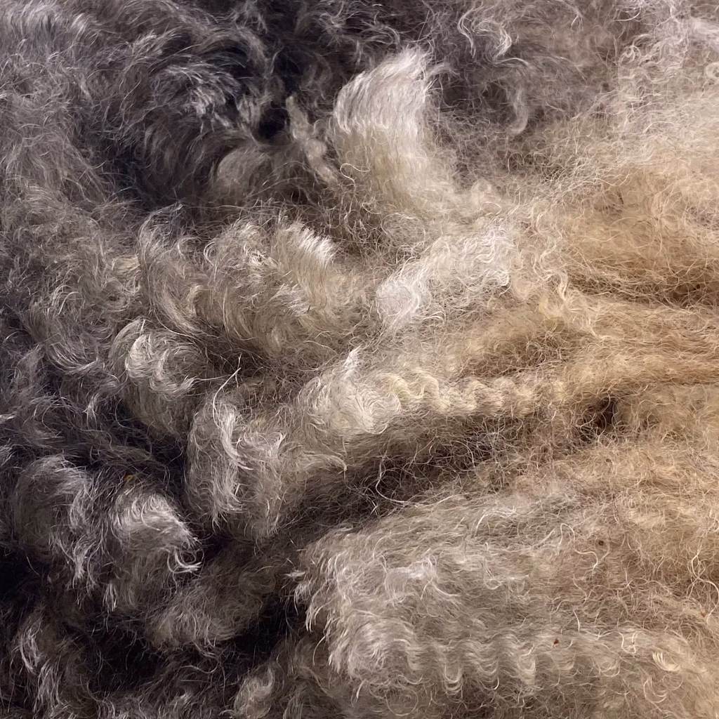 a close up image of the raw Finnsheep fiber after shearing