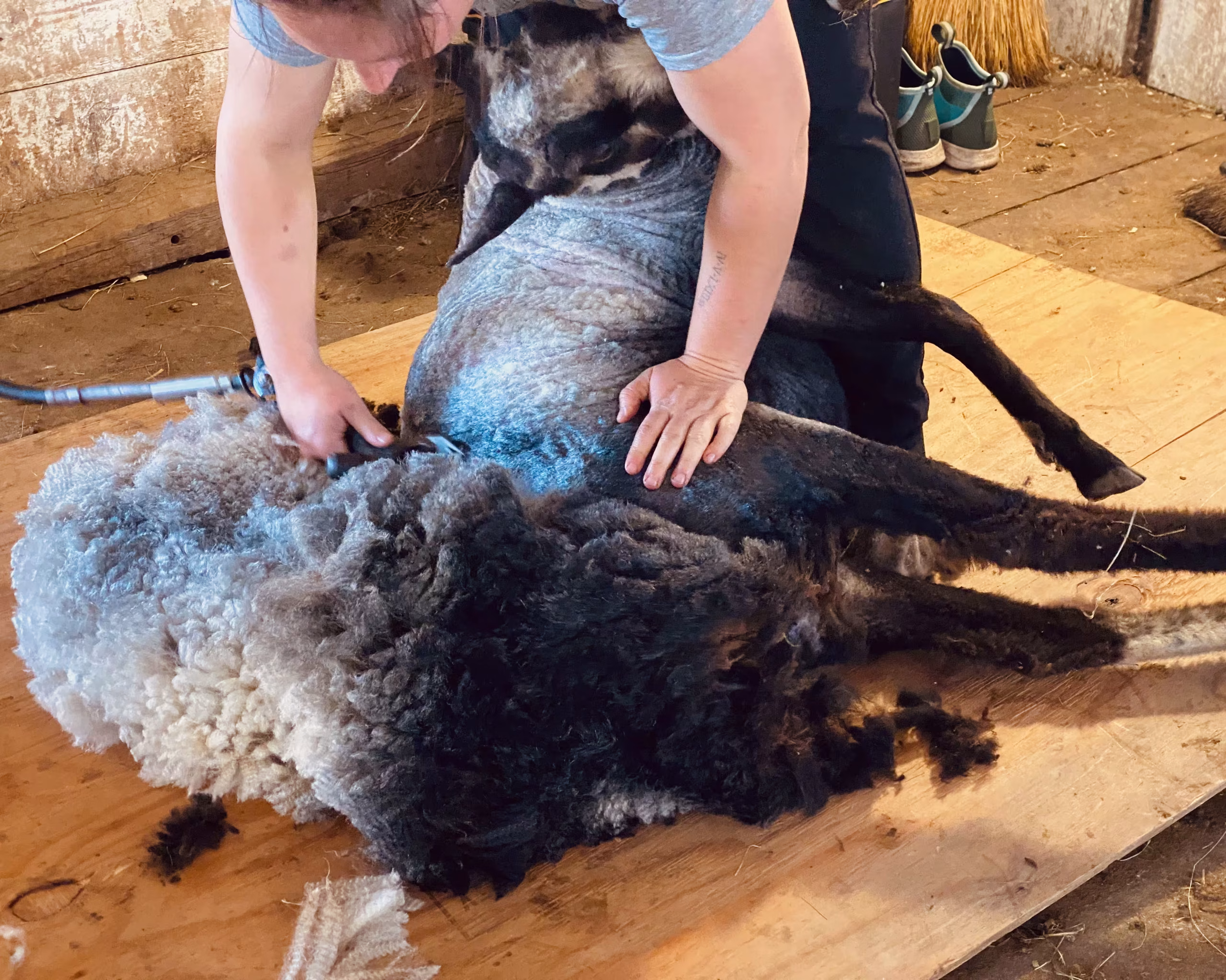 Why We Raise Finnsheep: Friendship, Fiber, and a Perfect Fit