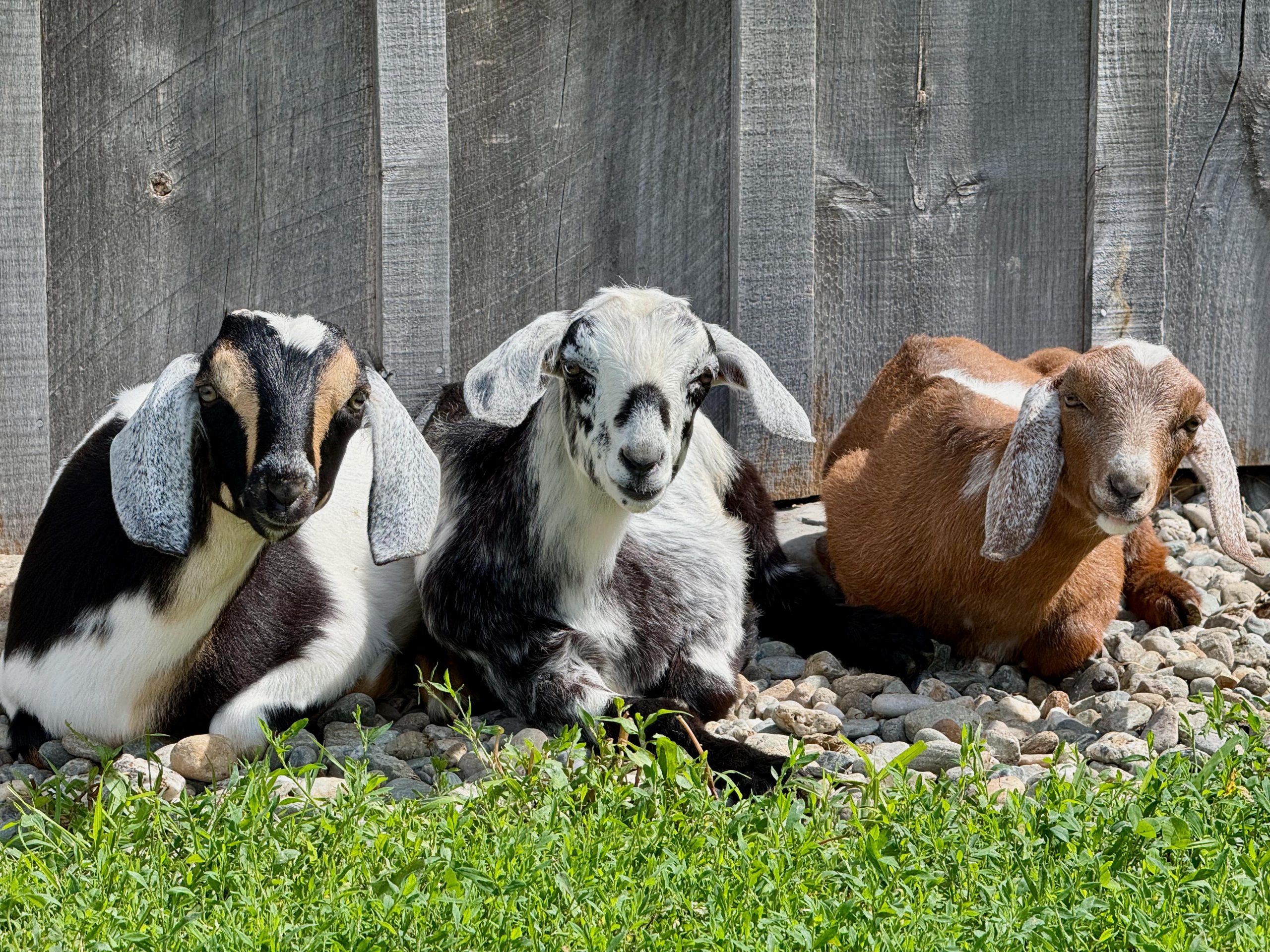 Why We Added Three Very Chatty Mini Nubians Goats to Wiggly Goat Farm