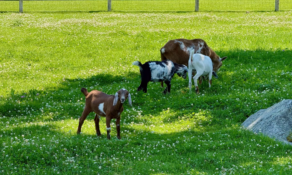 Young Mini Nubian goat standing in a green pasture with Nigerian Dwarf goats grazing in the background.