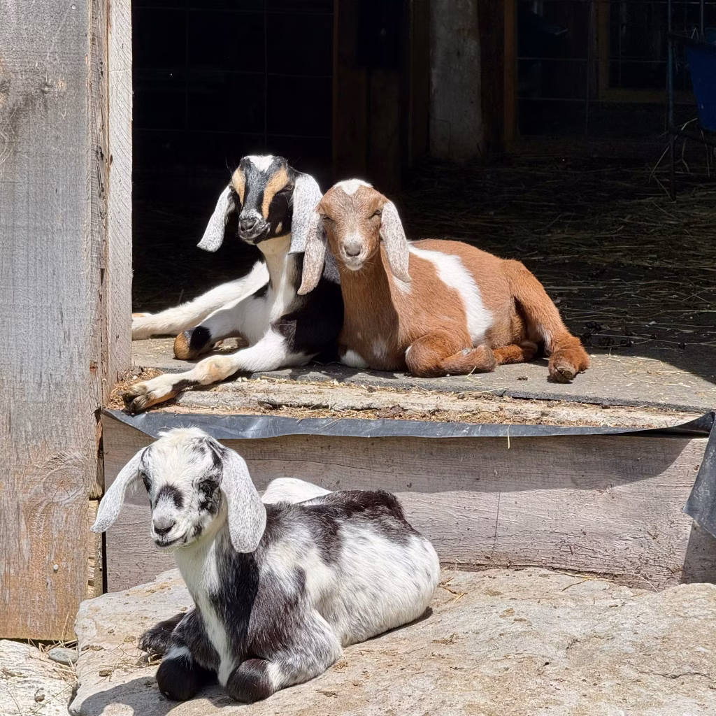 Three Mini Nubian goats relaxing in the barn doorway on a sunny summer afternoon.