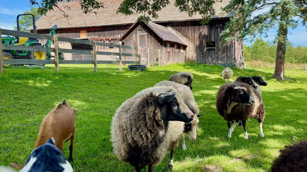 Historic Vermont barn before chicken coop renovation at Wiggly Goat Farm, showing the former milking room and grazing Finnsheep.