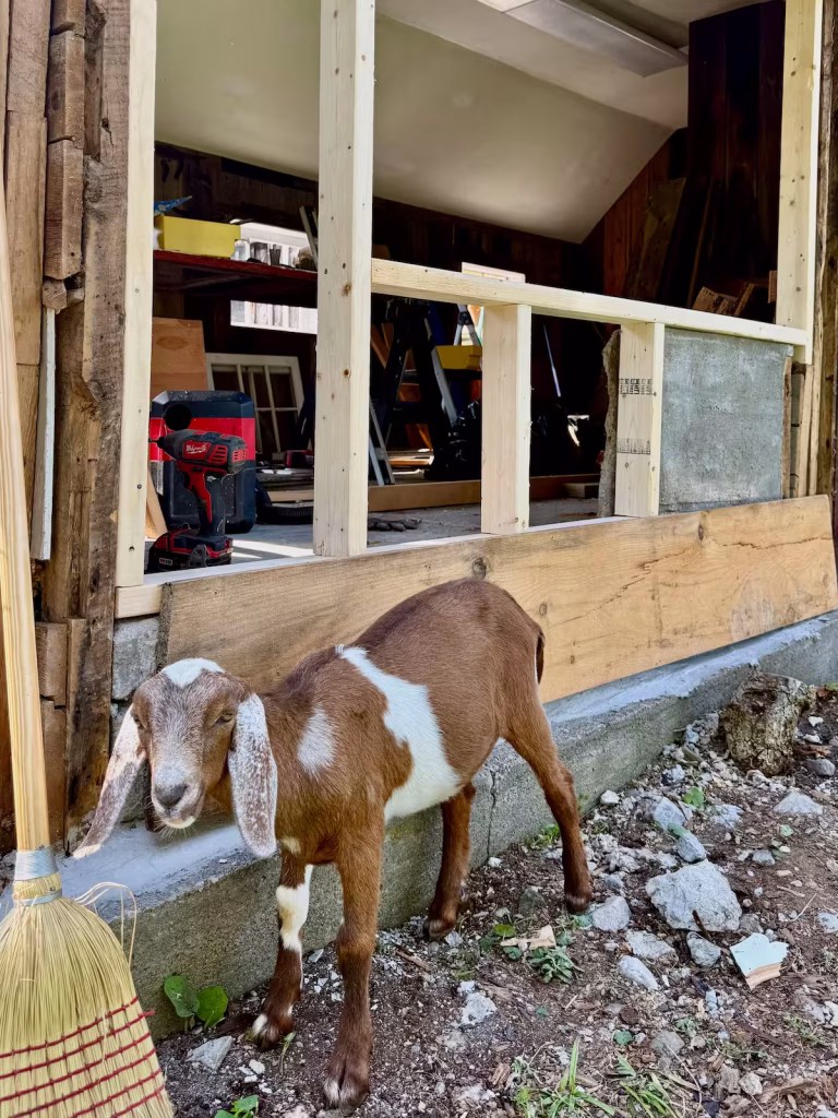 Fudge, a curious Mini Nubian goat, stands beside the former milking room as work begins converting it into a larger chicken coop at Wiggly Goat Farm.